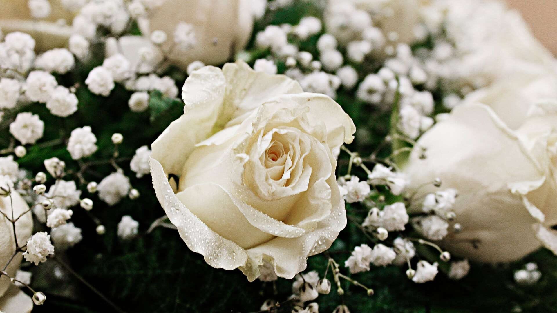 Rosa bianca